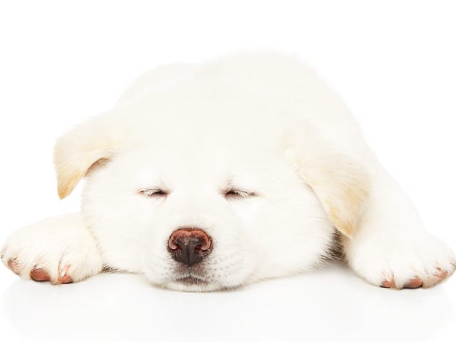 眠っている犬
