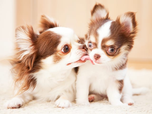 仲良く座る犬たち
