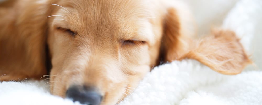 眠っている犬