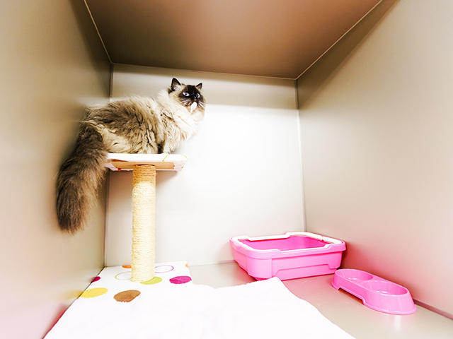 ネコちゃんにはキャットタワーのある広々としたスペース