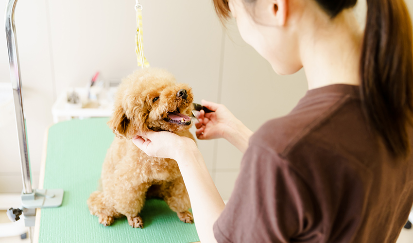 トリミング中の犬